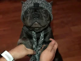 4 PAW MEMBERS!!!!   Please vote for your favorite FRENCHIE FACES!