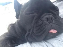 ~ENTER HERE~ August Frenchie of the Month "Sleepy Frenchies"