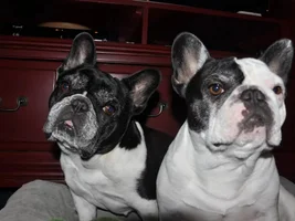 ~ENTER HERE~ February Frenchie of the Month Contest - Be My Frenchie-tine!
