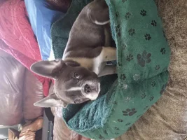 awkward stage for frenchies ?