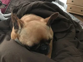 French Bulldog with Aural hematoma - Vet suggests surgery.
