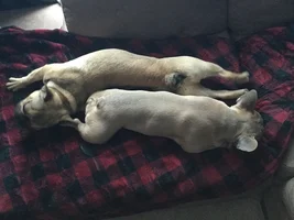 Average Weight at 10 weeks