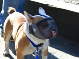 Chance had his first bully meet up