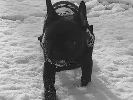 ~ENTER HERE~ January 2017 Frenchie of the Month ~ Frozen Frenchies!