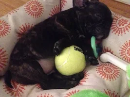 4 Paw Members, Please vote for July Frenchie of the Month!