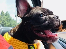 ~ENTER HERE~ April Frenchie of the Month "SMILING FRENCHIES"