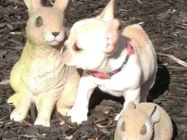 November 2013 Frenchie of the Month Contest ~ENTER HERE~