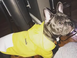 Different Frenchie body types?