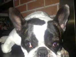 Vote for November 2013 Frenchie of the Month!!!
