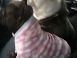 Let's see frenchies in sweaters :)
