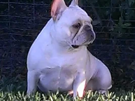 Some Frenchie eye candy