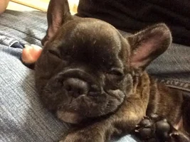 VOTE NOW! Snoring Snoozing Frenchie Contest!