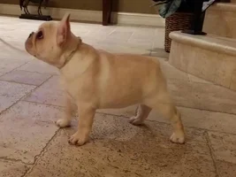 New puppy pics