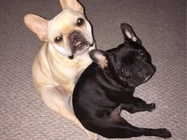 4 Paw Members, Please VOTE NOW!  Turkey Leg contest