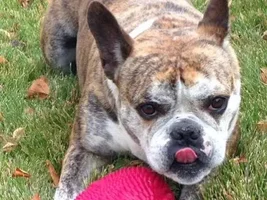 Buster Update