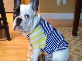 Our Frenchies - challenge
