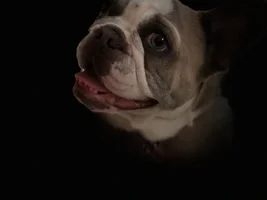 ~ENTER HERE~ April Frenchie of the Month "SMILING FRENCHIES"