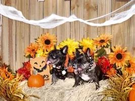 ~Finn & Pixie~French Bulldogs Available for Adoption in Texas