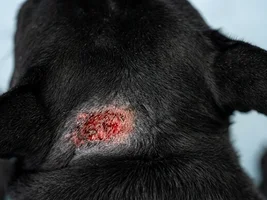 Anyone else dealing with recurring hot spots on their Frenchie?
