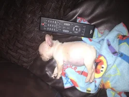 How much does your frenchie weigh full grown?