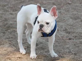 Is my frenchie too tall & skinny? HELO!