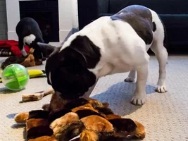 Tough toys review