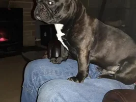 4 PAW MEMBERS!!!  Please vote for your favorite Frenchie Faces!