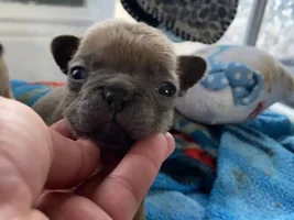 Confused and new to the breed