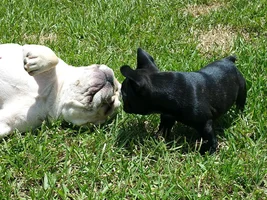 Join Our Team!  Become a Rescue Moderator!