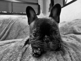4 PAW MEMBERS!!!! Please vote for your favorite FRENCHIE FACES!