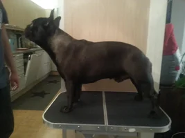 Show training