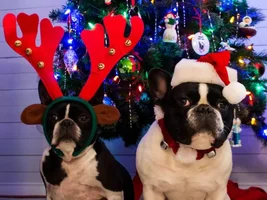 Merry Christmas from Wally and Uma