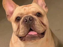 ~ENTER HERE~ Frenchie of the Month ~ FRENCHIE FACES (Up close & personal)
