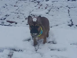 4 Paw Members, PLEASE VOTE for your favorite Frozen Frenchies!