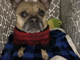 Bed recommendations for crate