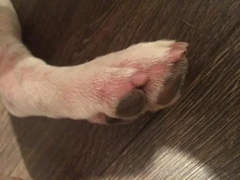 help please - skin problems and itching by white frenchie