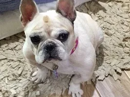 ~Summer~French Bulldog Available for Adoption in Texas