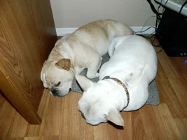 Foster Rocco Plays! video & pics