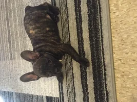 Bruno my first Frenchie