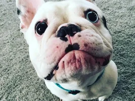 4 PAW MEMBERS!!! Please vote for your favorite Frenchie Faces!