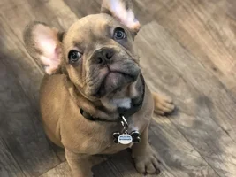 Meet Moki