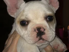 ~ENTER HERE~ Frenchie of the Month ~ FRENCHIE FACES (Up close & personal)