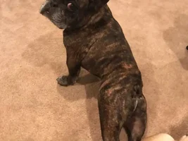 4 PAW MEMBERS!!!  Please VOTE for yourfavorite Bulldog Turkey Legs!