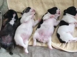 ~ENTER HERE~ August 2016 Frenchie of the Month ~ SLEEPY FRENCHIES
