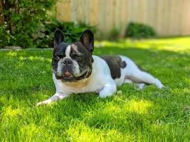 VOTE NOW!!!  Frenchies having FUN IN THE SUN!