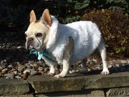 November Frenchie of the Month ~ 4 PAW MEMBERS VOTE ~