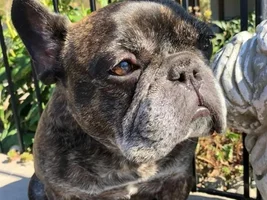 MEMBERS PLEASE VOTE NOW for your October Frenchie of the Month!