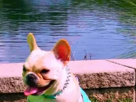 4 Paw Members!  Please VOTE!!!  Summertime Frenchies