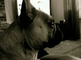 October Frenchie of Month, 4 Paw Members PLEASE VOTE!!