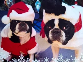 Merry Christmas from Wally and Uma